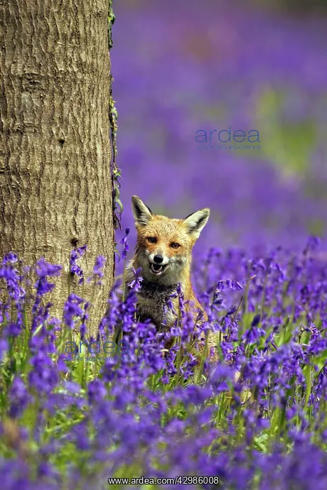 : Red Fox - in Bluebells : Red Fox - in Bluebells