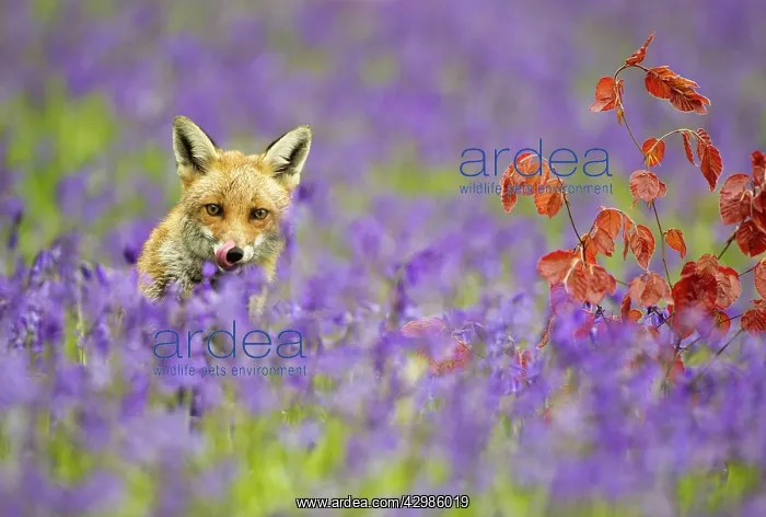 : Red Fox - in Bluebells : Red Fox - in Bluebells