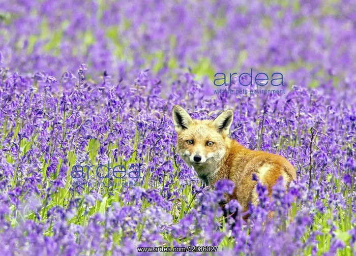 : Red Fox - in Bluebells : Red Fox - in Bluebells
