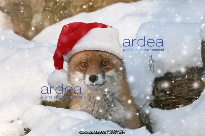 : Red Fox, in its burrow wearing Christmas hat in the snow : Red Fox, in its burrow wearing Christmas hat in the snow