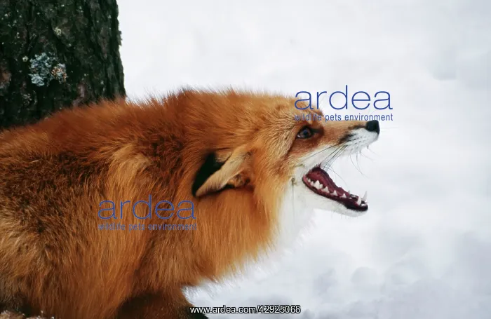 : Red FOX - calling : Red FOX - calling