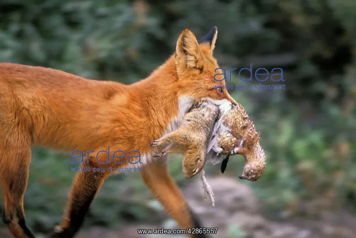 : Red Fox carrying arctic ground squirrel and ptarmigan : Red Fox carrying arctic ground squirrel and ptarmigan