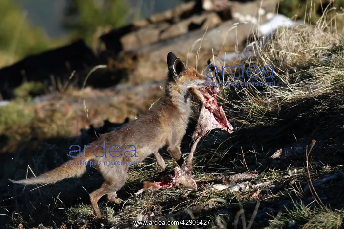 : Red Fox - carrying prey : Red Fox - carrying prey
