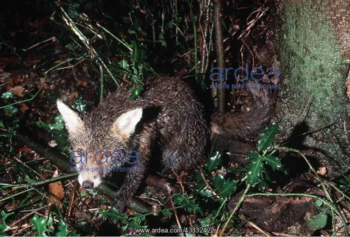: Red FOX - caught alive in snare : Red FOX - caught alive in snare
