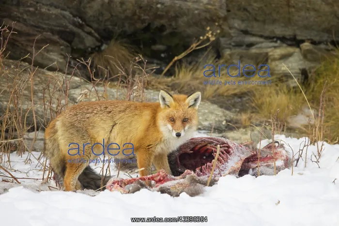 : Red Fox Chamois : Red Fox Chamois