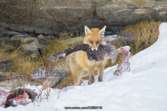 : Red Fox Chamois : Red Fox Chamois
