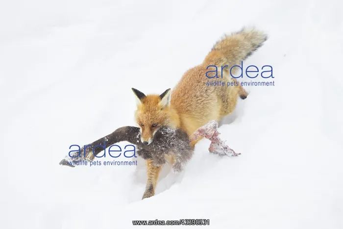  : Red Fox Chamois