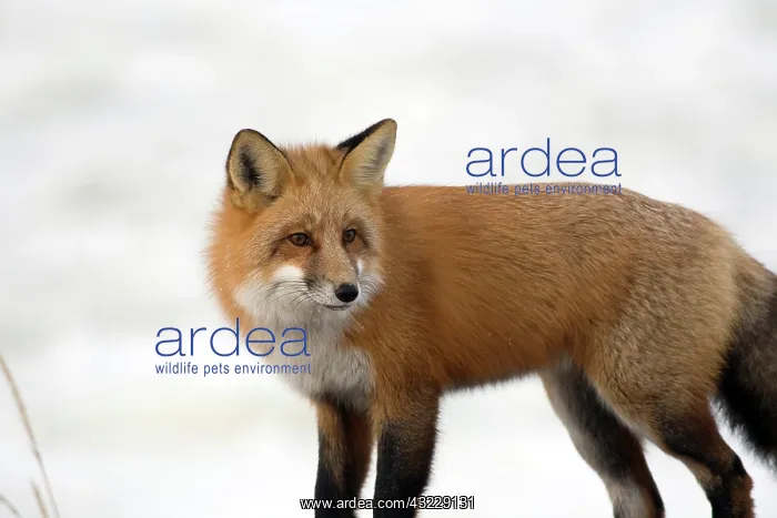 : Red Fox in Churchill Manitoba Canada : Red Fox in Churchill Manitoba Canada