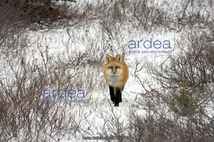 : Red Fox in Churchill Manitoba Canada : Red Fox in Churchill Manitoba Canada