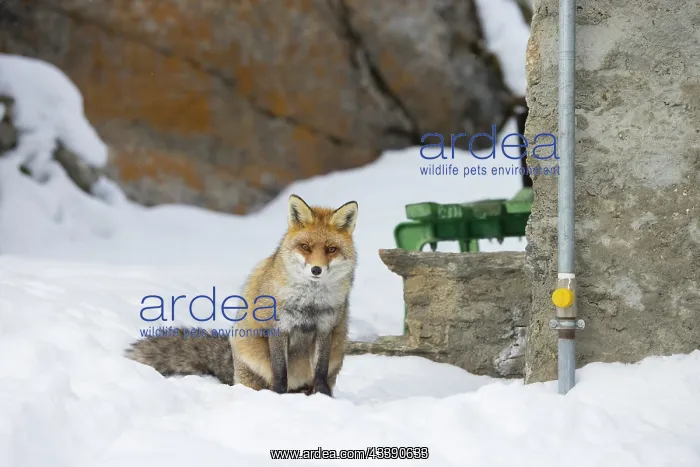 : Red Fox civilisation : Red Fox civilisation
