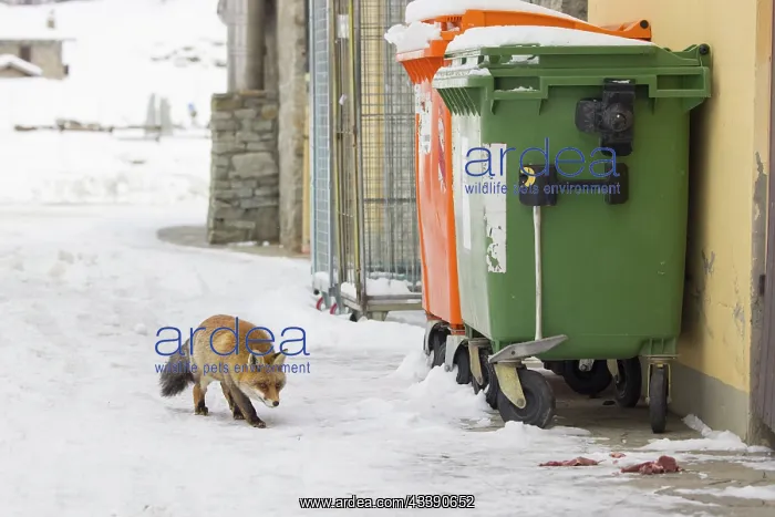 : Red Fox civilisation : Red Fox civilisation