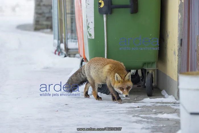 : Red Fox civilisation : Red Fox civilisation