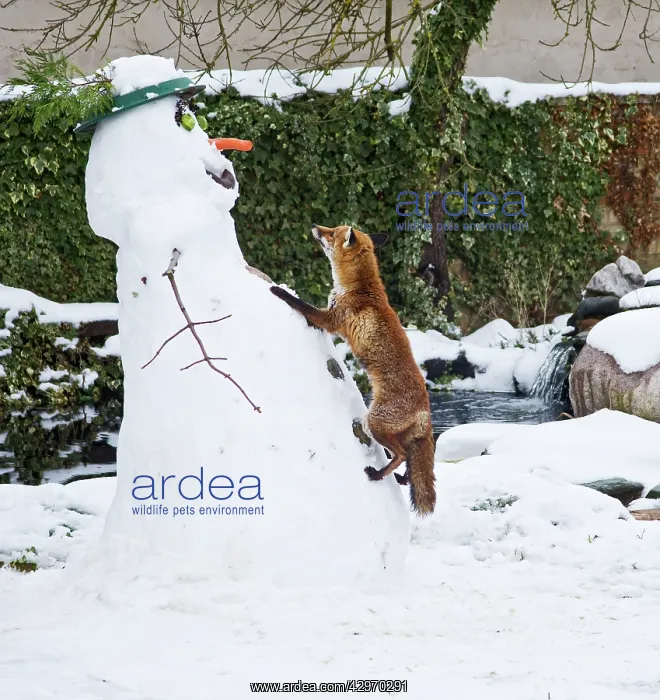 : Red Fox - climbing up snowman about to steal snowman's : Red Fox - climbing up snowman about to steal snowman's