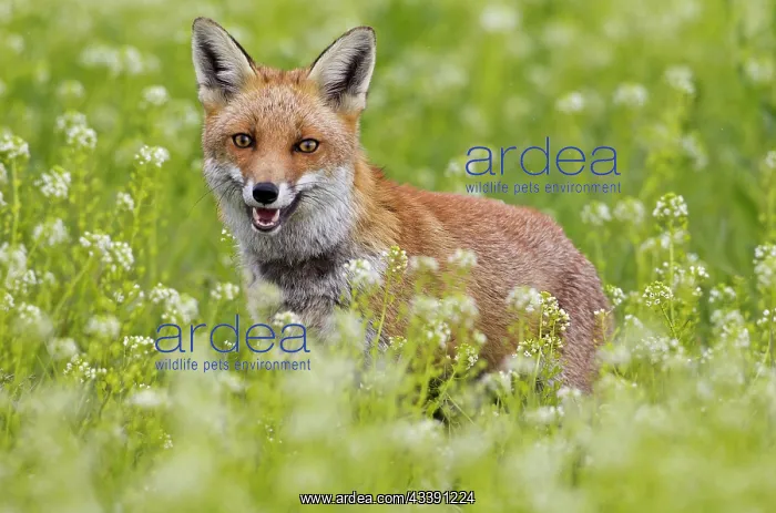 : Red Fox - close up in meadow : Red Fox - close up in meadow
