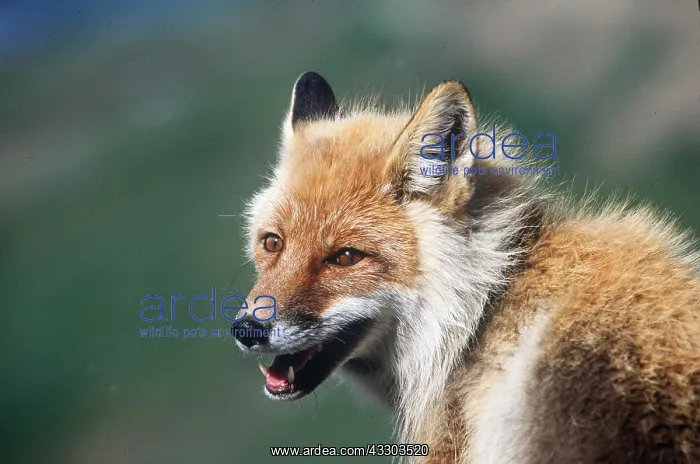 : RED FOX - close-up of head : RED FOX - close-up of head