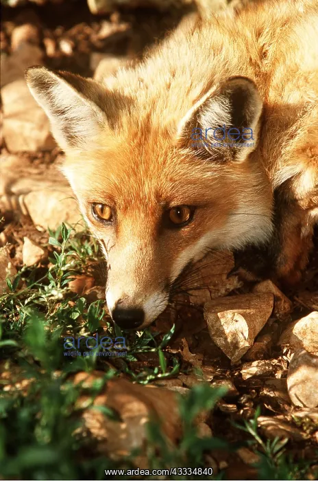 : RED FOX - close-up of head in sun : RED FOX - close-up of head in sun