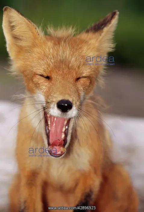 : RED FOX - Close-up of head. Yawning : RED FOX - Close-up of head. Yawning