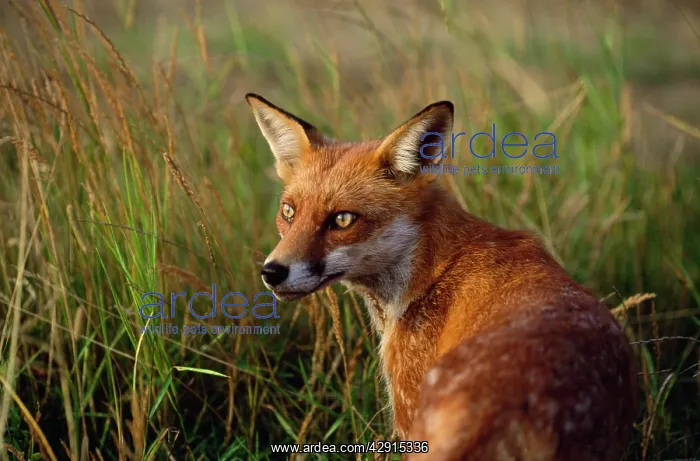 : RED FOX - close-up in tall grass : RED FOX - close-up in tall grass