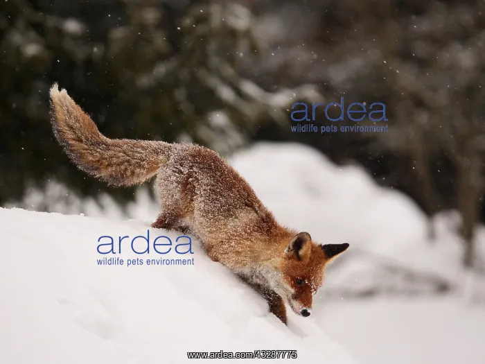 : Red Fox-crossing a snow covered hill looking for : Red Fox-crossing a snow covered hill looking for