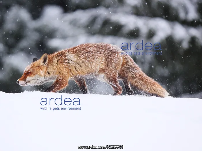 : Red Fox-crossing a snow covered hill looking for : Red Fox-crossing a snow covered hill looking for