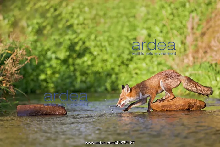 : Red Fox - crossing stream - controlled conditions : Red Fox - crossing stream - controlled conditions