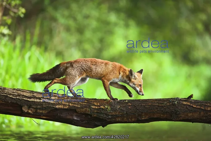  : Red Fox - crossing stream on log - controlled conditions