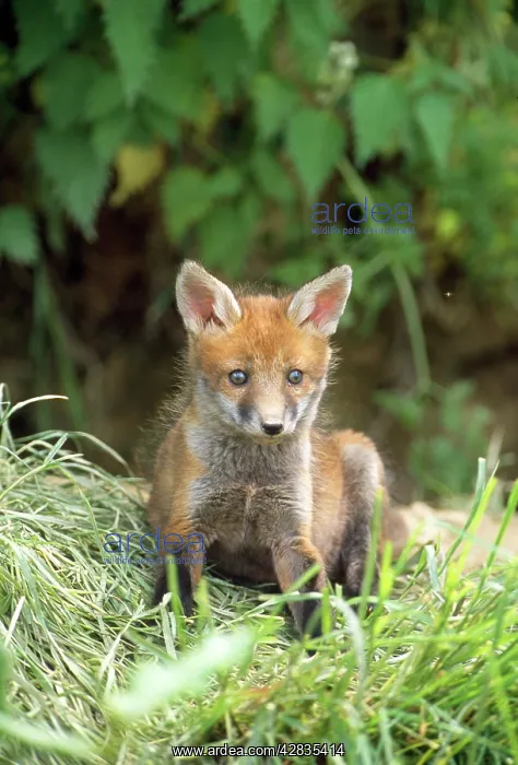 : Red FOX - cub : Red FOX - cub