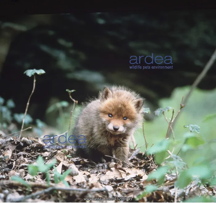 : RED FOX CUB : RED FOX CUB