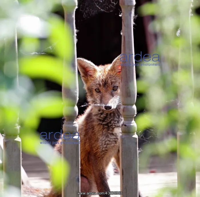 : Red fox - cub in backyard : Red fox - cub in backyard