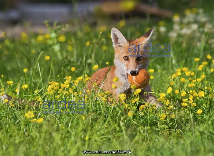 : Red Fox - cub with ball in garden : Red Fox - cub with ball in garden