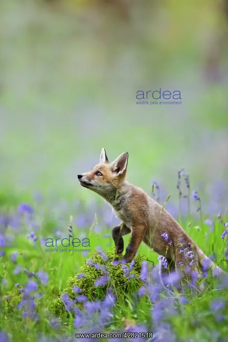 : Red Fox - cub in bluebell woodland : Red Fox - cub in bluebell woodland