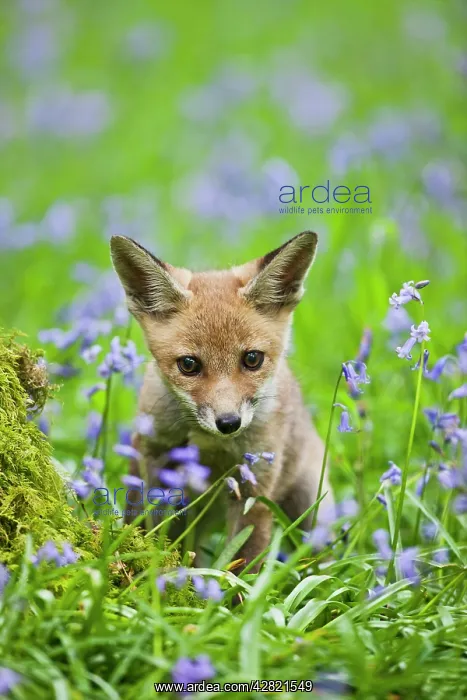 : Red Fox - cub in bluebell woodland : Red Fox - cub in bluebell woodland