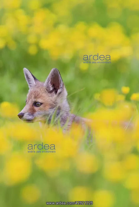 : Red Fox - cub in buttercup meadow : Red Fox - cub in buttercup meadow