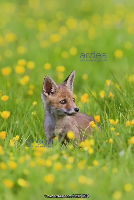 : Red Fox - cub in buttercup meadow : Red Fox - cub in buttercup meadow