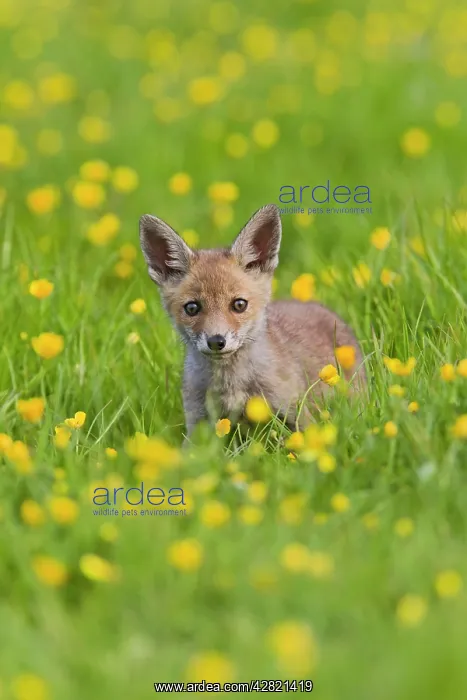 : Red Fox - cub in buttercup meadow : Red Fox - cub in buttercup meadow