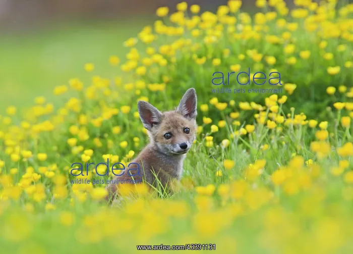 : Red Fox - cub in buttercup meadow : Red Fox - cub in buttercup meadow