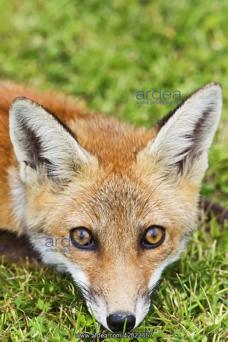: Red Fox - cub close up in meadow - controlled conditions : Red Fox - cub close up in meadow - controlled conditions