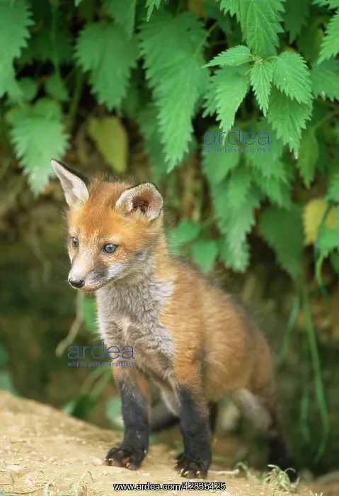 : Red FOX - cub at den : Red FOX - cub at den