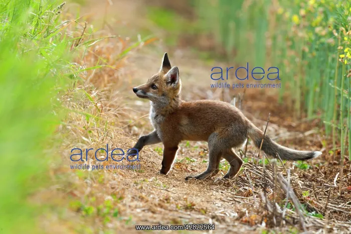 : Red Fox - cub at edge of field - controlled conditions : Red Fox - cub at edge of field - controlled conditions
