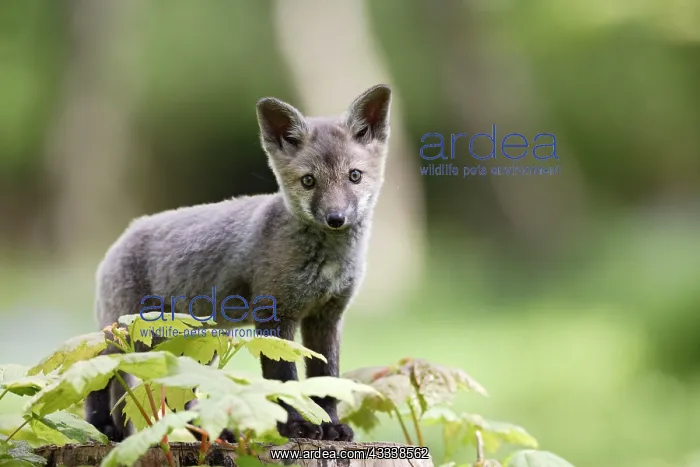  : Red Fox - cub exploring