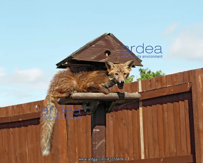 : Red Fox - cub feeding from bird table : Red Fox - cub feeding from bird table