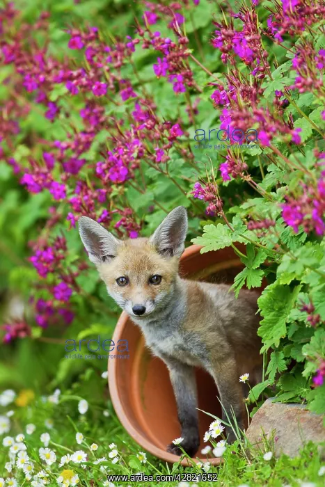 : Red Fox - cub in flower pot : Red Fox - cub in flower pot