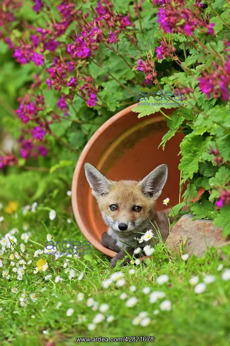 : Red Fox - cub in flower pot : Red Fox - cub in flower pot