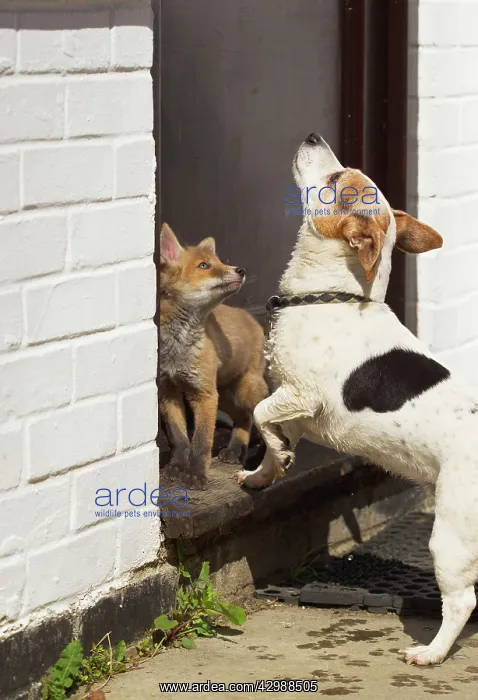 : Red Fox - cub - Frederic - rescue fox cub and Jack : Red Fox - cub - Frederic - rescue fox cub and Jack