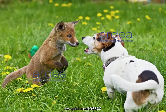 : Red Fox - cub - Frederic - rescue fox cub playing : Red Fox - cub - Frederic - rescue fox cub playing