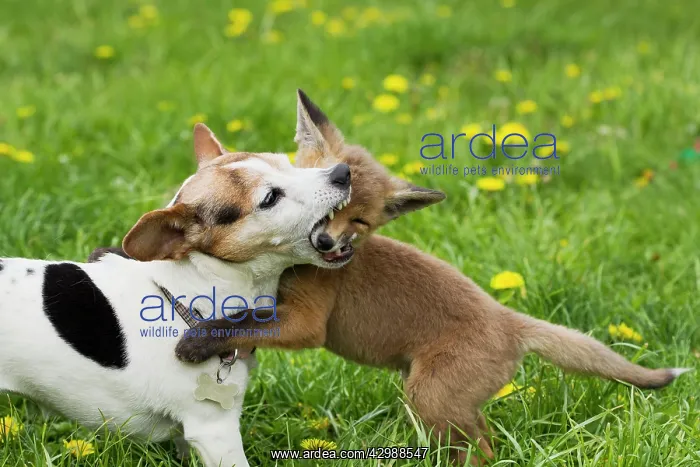 : Red Fox - cub - Frederic - rescue fox cub playing : Red Fox - cub - Frederic - rescue fox cub playing