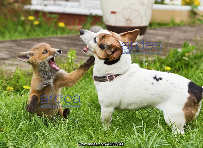 : Red Fox - cub - Frederic - rescue fox cub playing : Red Fox - cub - Frederic - rescue fox cub playing