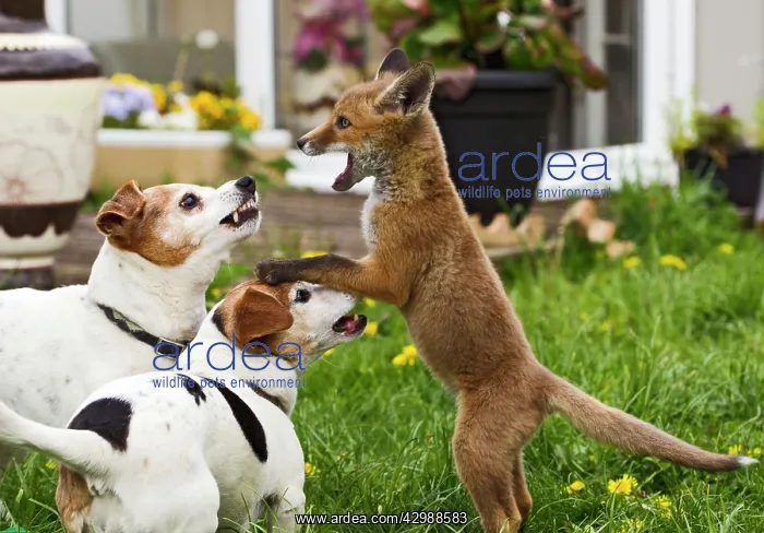 : Red Fox - cub - Frederic - rescue fox cub playing : Red Fox - cub - Frederic - rescue fox cub playing