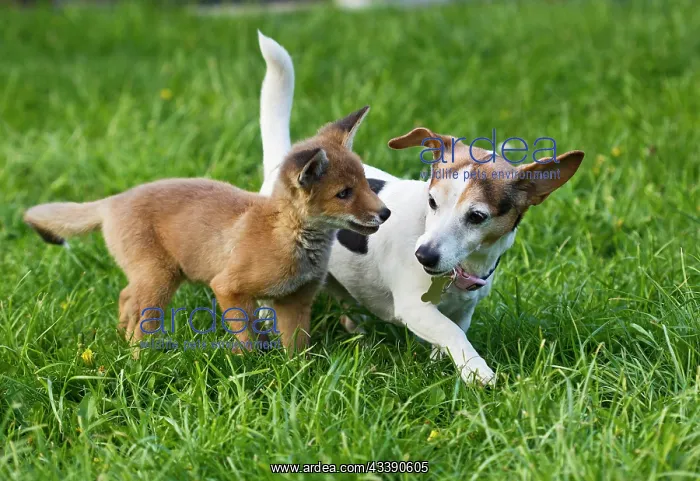 : Red Fox - cub - Frederic - rescue fox cub playing : Red Fox - cub - Frederic - rescue fox cub playing
