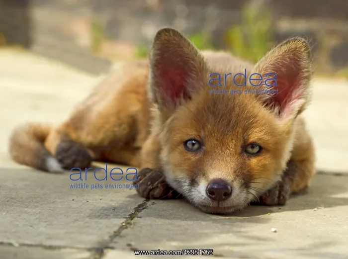 : Red Fox - cub - Frederic - rescue fox cub resting on patio : Red Fox - cub - Frederic - rescue fox cub resting on patio